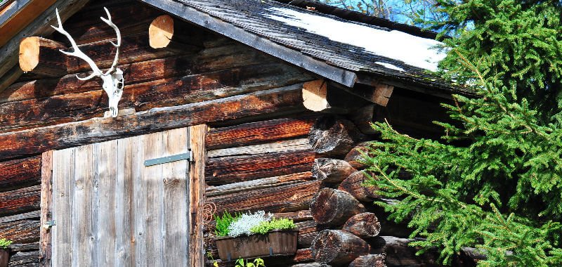 Wood hunting cabin next to tree